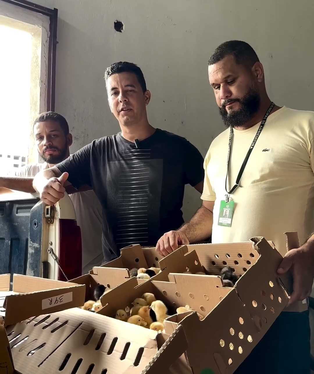 Camacã: Prefeitura distribui cerca de 1.300 pintainhos para produtores do Programa Criação de Galinha Caipira